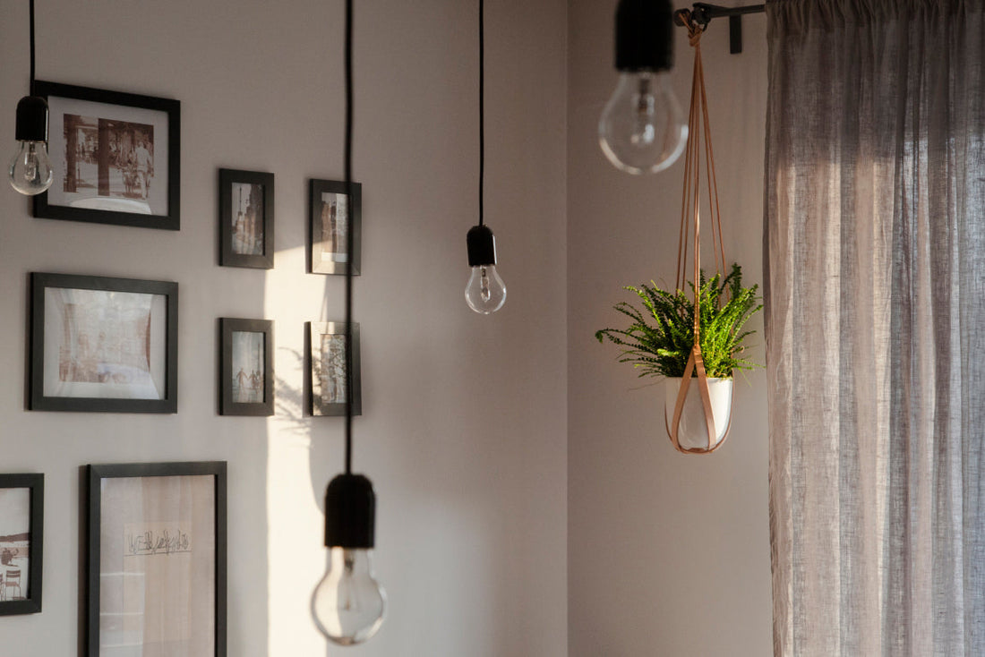 rośliny w domu w wiszącej doniczce obok lamp i ramki na zdjęcia w nowoczesnym wnętrzu.